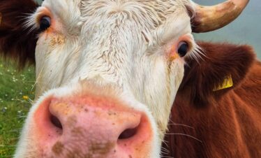 Haute Route Ultratrail – Van de Matterhorn naar de Mont Blanc